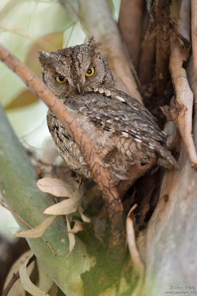 Petit-duc scopsadulte, identification, camouflage