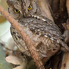 Petit-duc scops