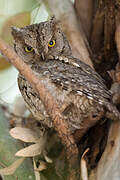 Eurasian Scops Owl