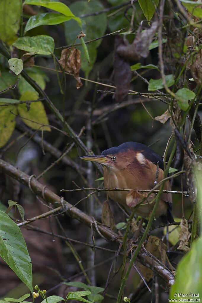 Petit Blongios mâle adulte, identification