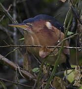 Least Bittern