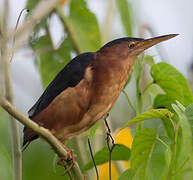 Least Bittern