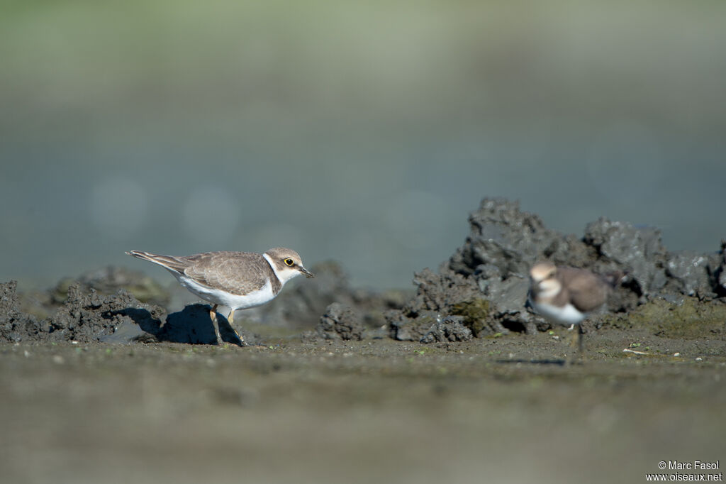 Little Ringed Ploverjuvenile