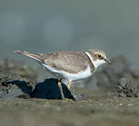 Little Ringed Plover