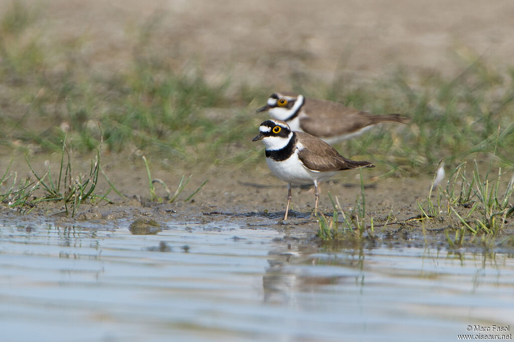 Little Ringed Ploveradult breeding, habitat, pigmentation