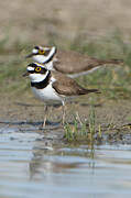 Little Ringed Plover