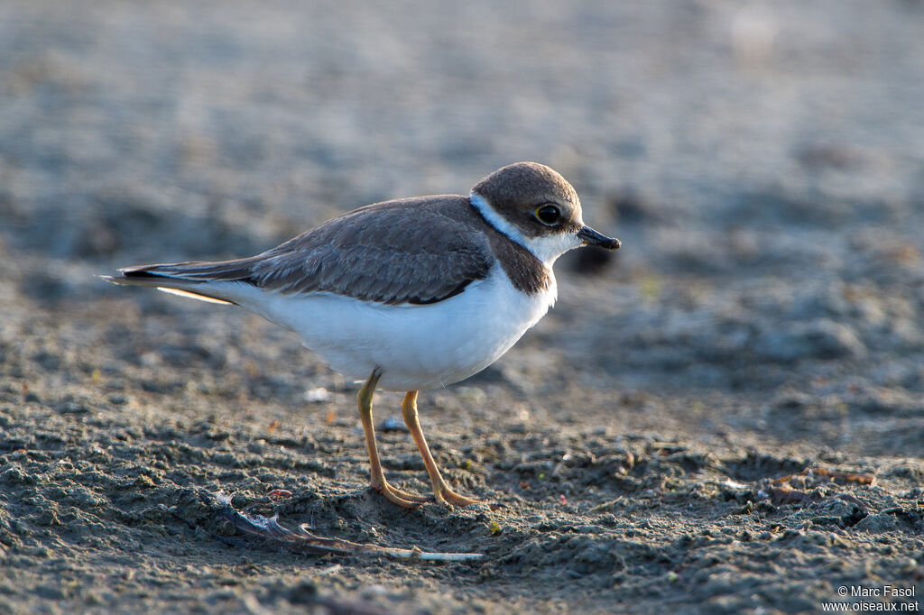 Little Ringed Ploverimmature, identification