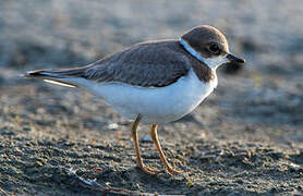 Little Ringed Plover