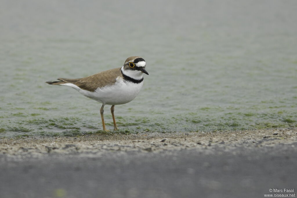 Little Ringed Ploveradult breeding, identification