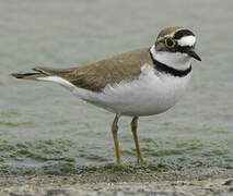 Little Ringed Plover