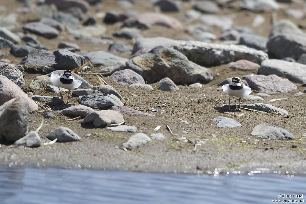 Little Ringed Ploveradult breeding, Behaviour