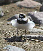 Little Ringed Plover