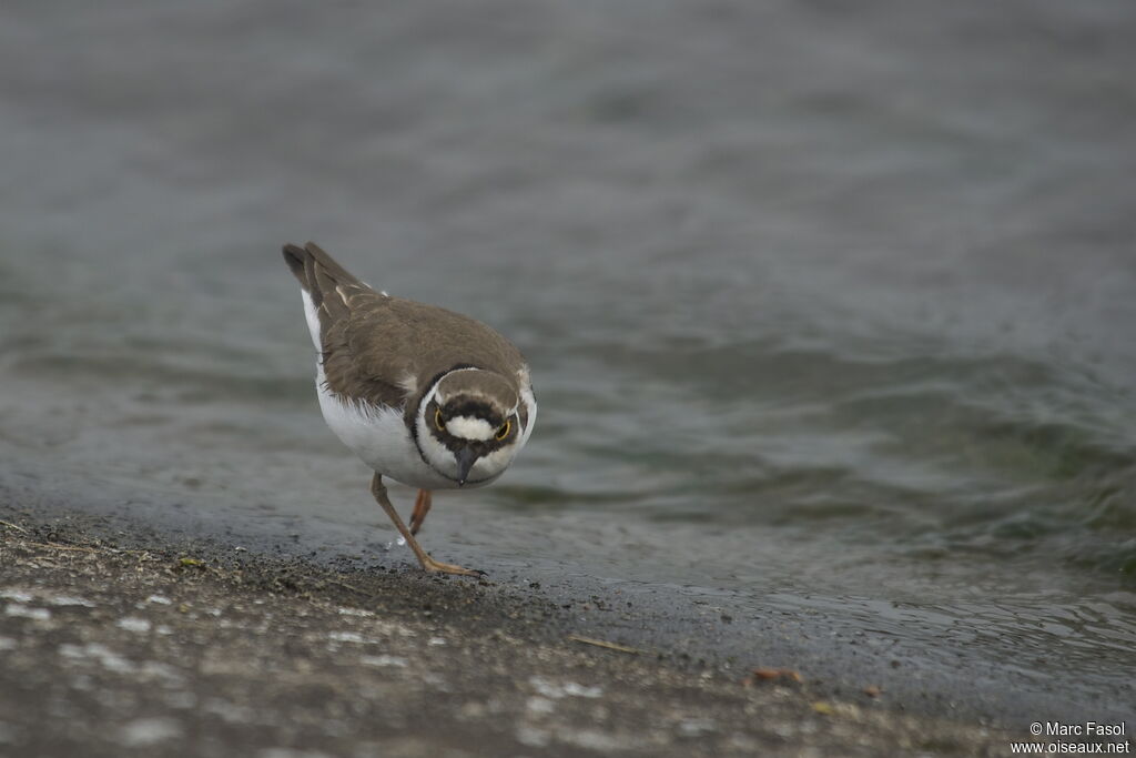 Little Ringed Plover, identification, feeding habits