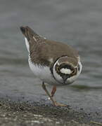 Little Ringed Plover