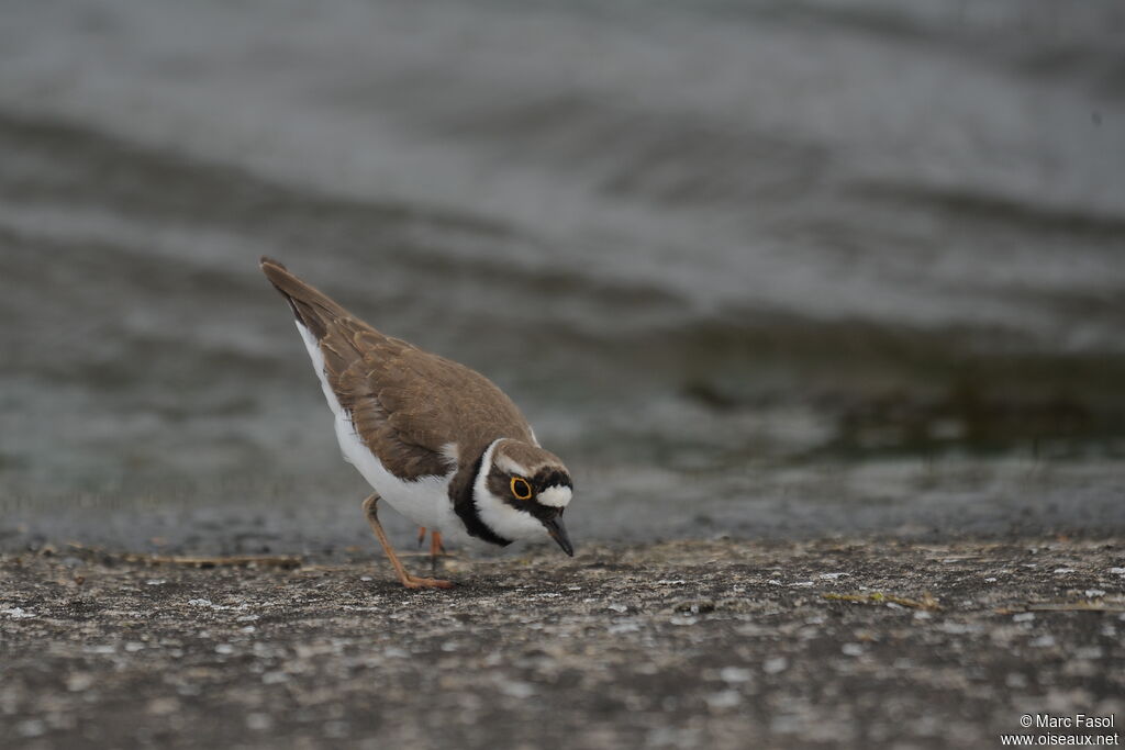 Little Ringed Plover, identification, feeding habits, Behaviour