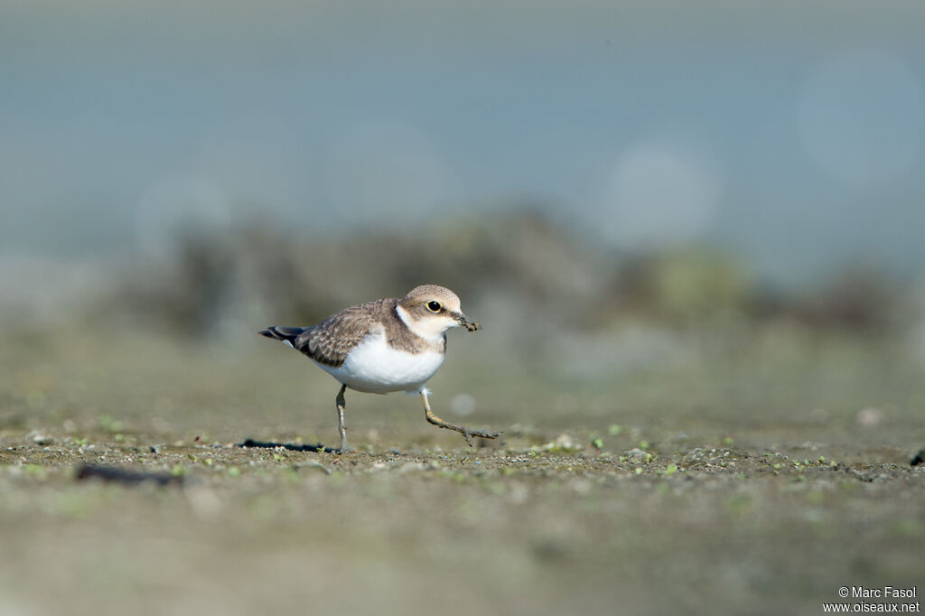 Little Ringed Ploverjuvenile, identification, eats