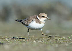 Little Ringed Plover