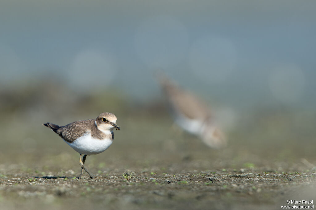 Little Ringed Ploverjuvenile, identification, eats