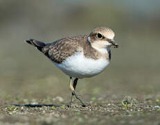 Little Ringed Plover