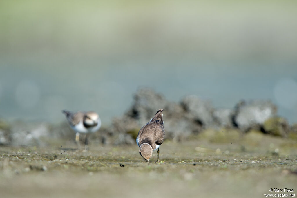 Petit Gravelot, identification, pêche/chasse