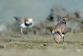 Little Ringed Plover