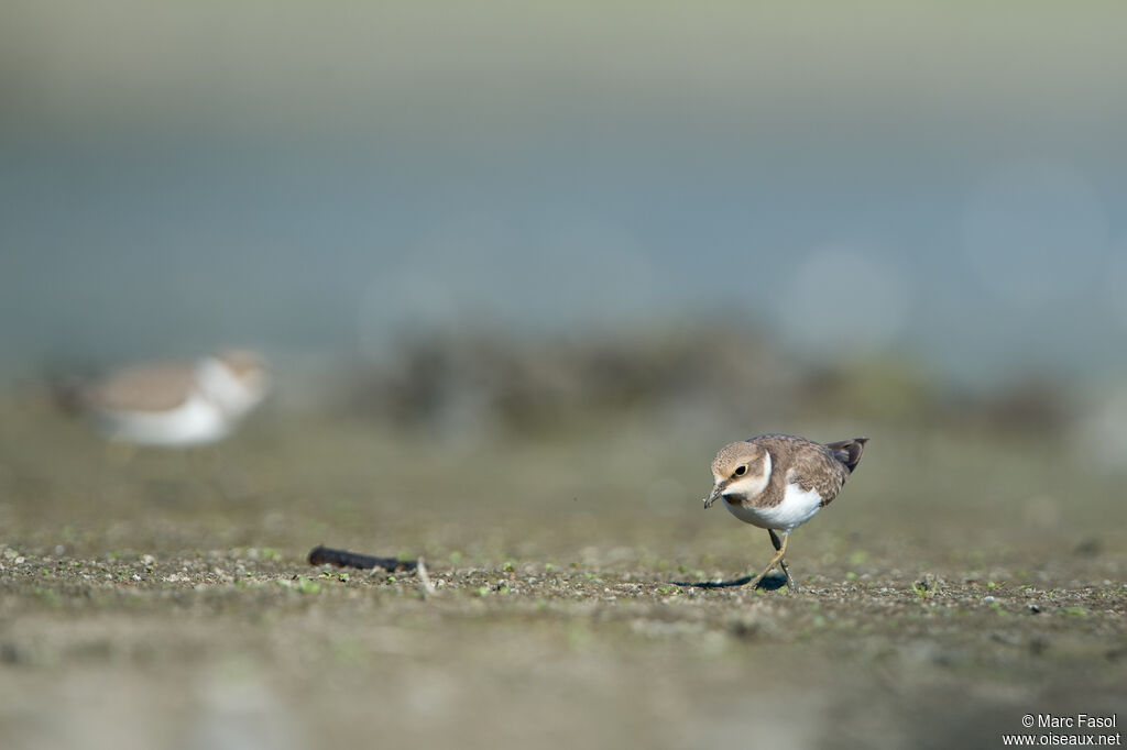 Little Ringed Ploverjuvenile, identification