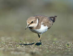 Little Ringed Plover