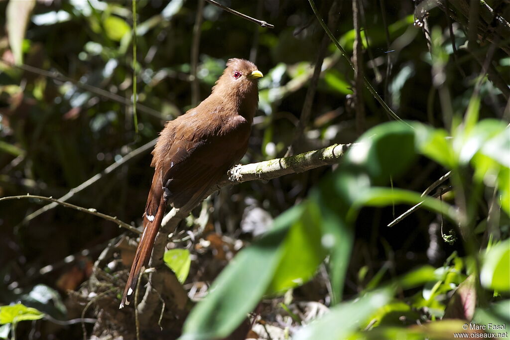 Little Cuckooadult, identification