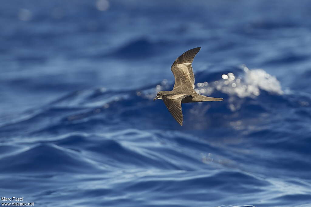 Bulwer's Petreladult breeding, habitat, pigmentation, Flight