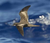 Bulwer's Petrel