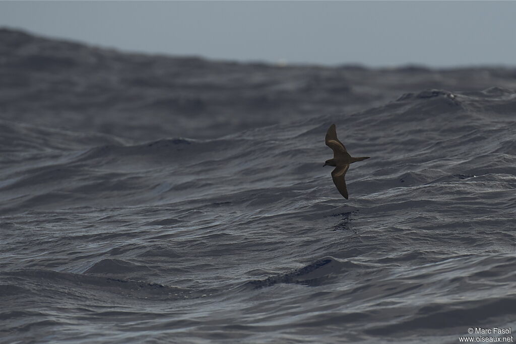 Bulwer's Petreladult breeding, Flight