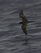 Bulwer's Petrel