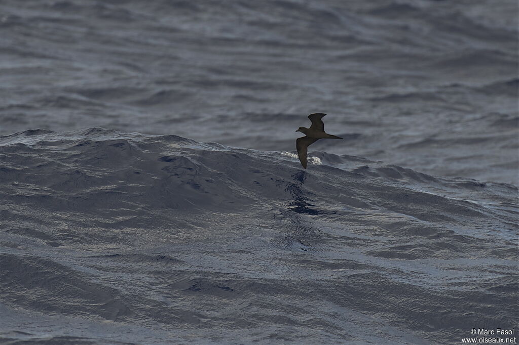 Bulwer's Petreladult breeding, Flight