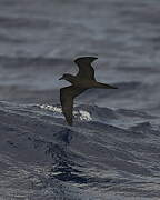 Bulwer's Petrel