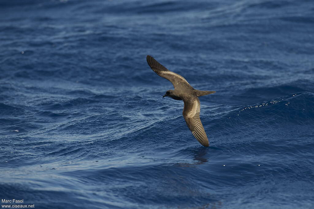 Bulwer's Petreladult, habitat, pigmentation, Flight