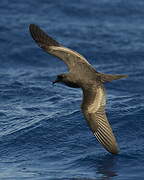 Bulwer's Petrel