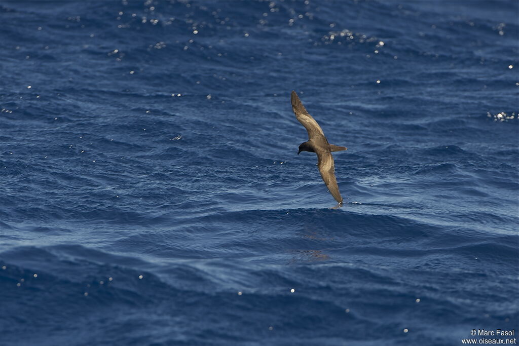 Bulwer's Petreladult, Flight