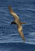 Bulwer's Petrel