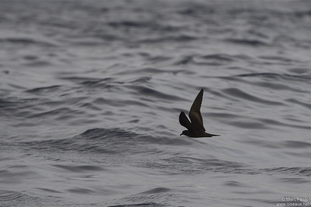 Bulwer's Petreladult, Flight