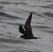 Bulwer's Petrel