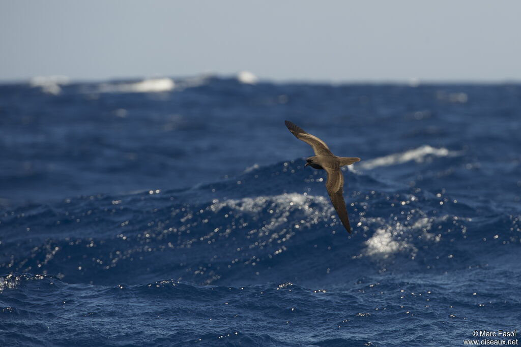 Bulwer's Petreladult, Flight