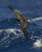 Bulwer's Petrel