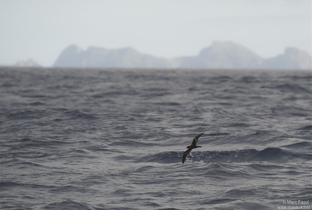 Bulwer's Petreladult, Flight