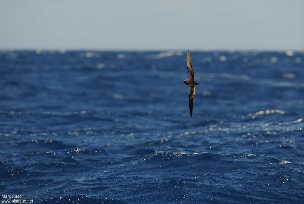 Bulwer's Petreladult, habitat, pigmentation, Flight, Behaviour