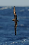 Bulwer's Petrel