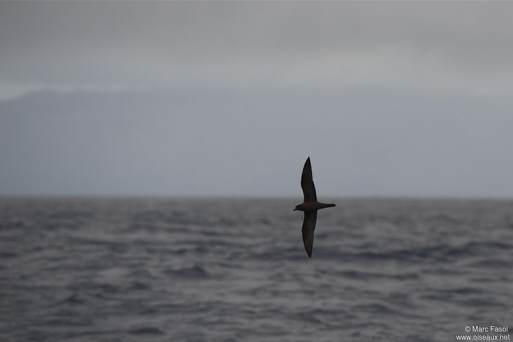 Bulwer's Petreladult, Flight