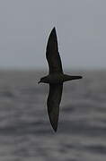 Bulwer's Petrel