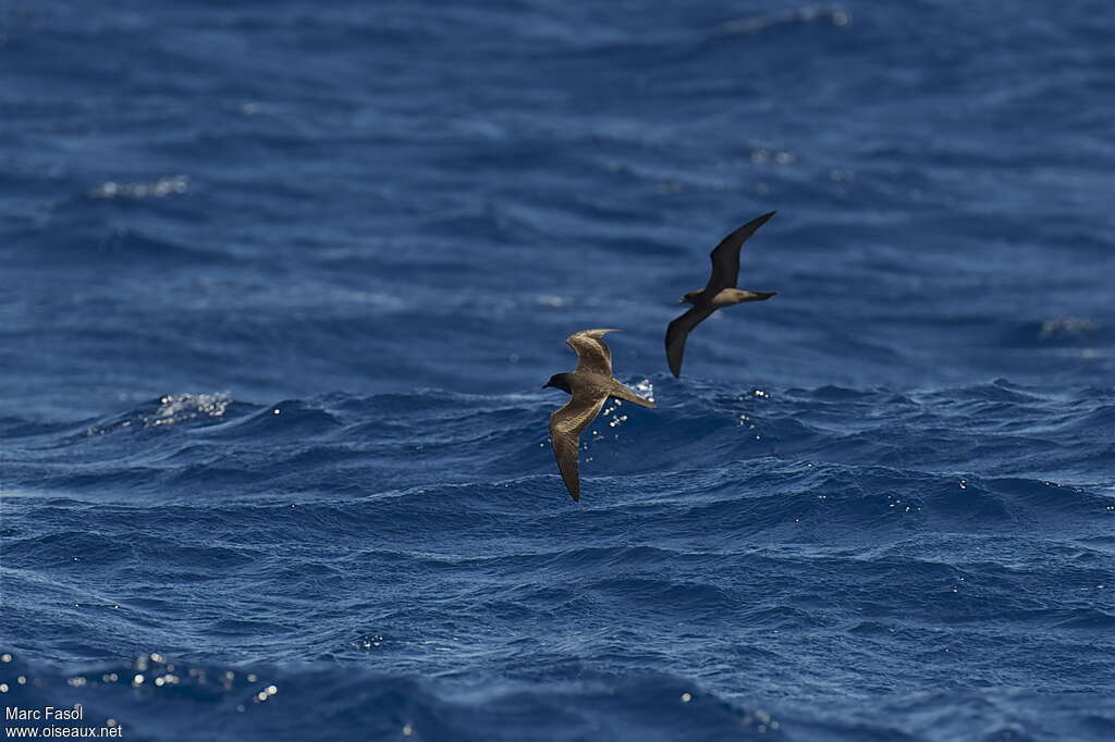 Bulwer's Petreladult breeding, pigmentation, Flight, Behaviour