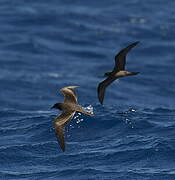 Bulwer's Petrel