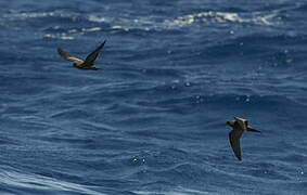 Bulwer's Petrel